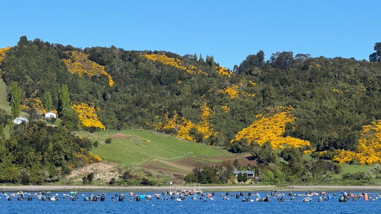 Algo es algo: Chiloé, always surprising