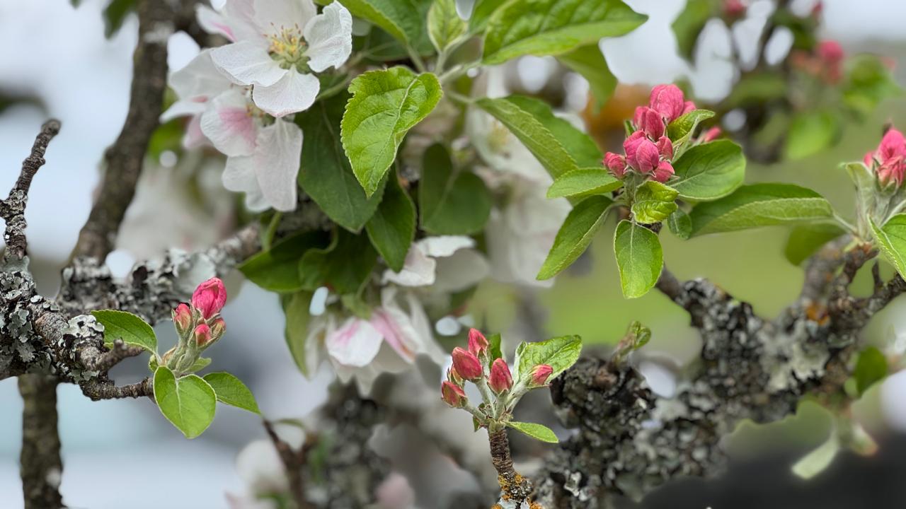 Algo es algo: Primavera