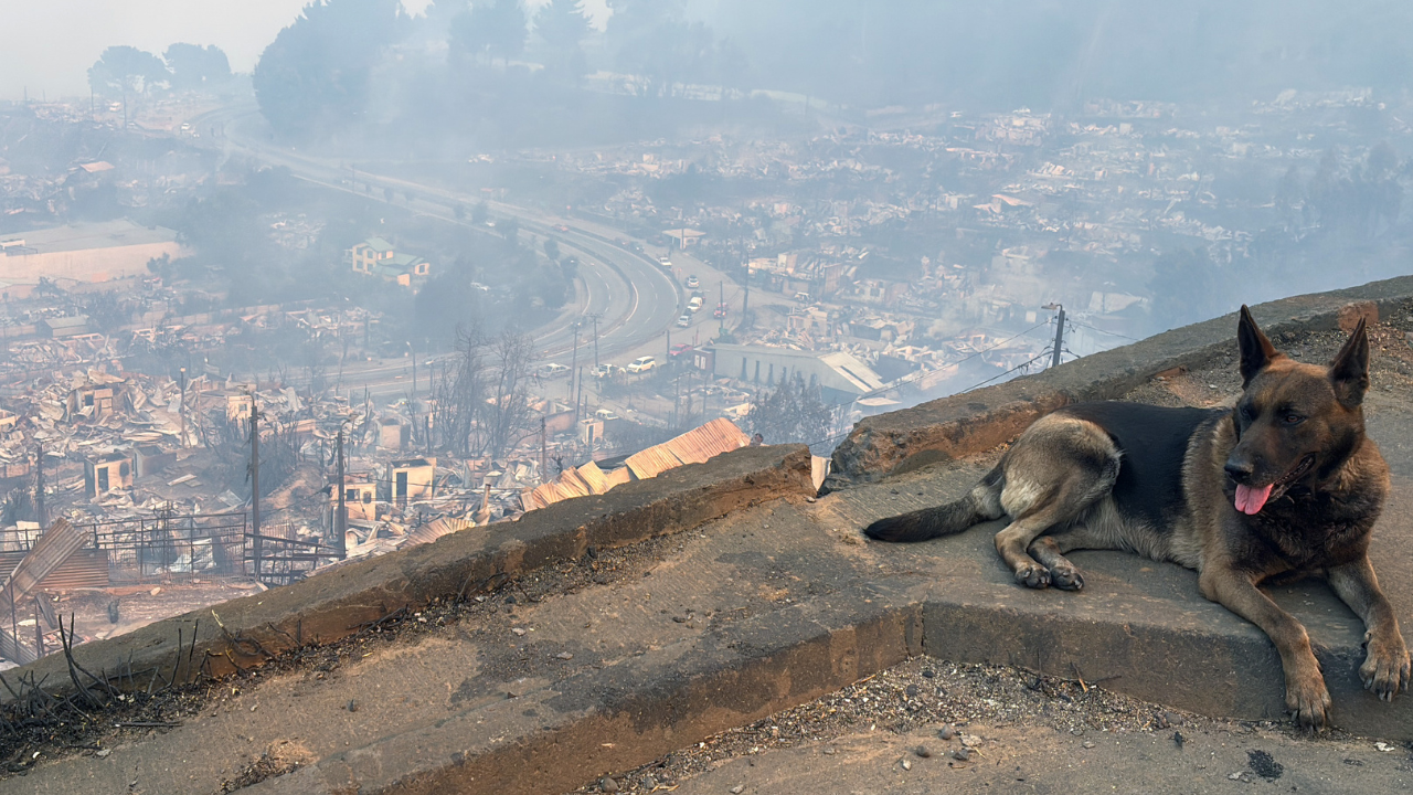Incendio Foresta, Penco.