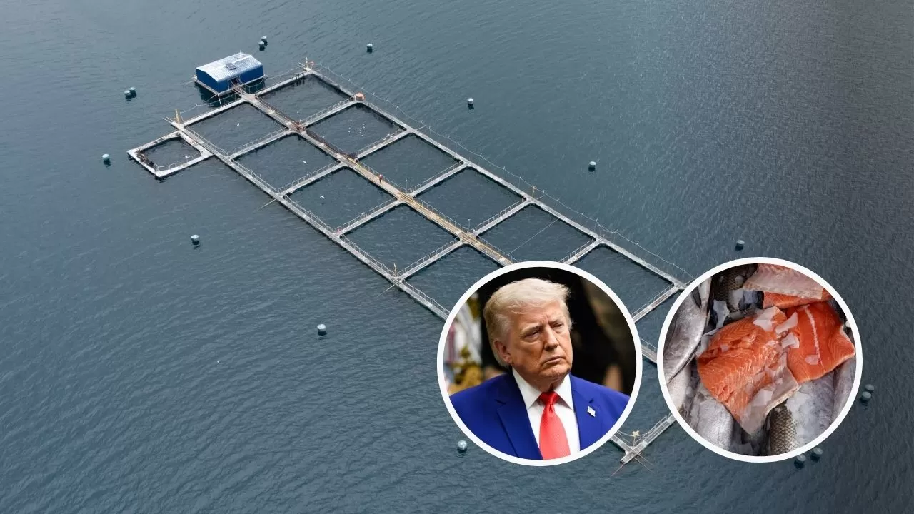 Alza de aranceles en EE.UU. golpea con fuerza a la industria salmonera nacional